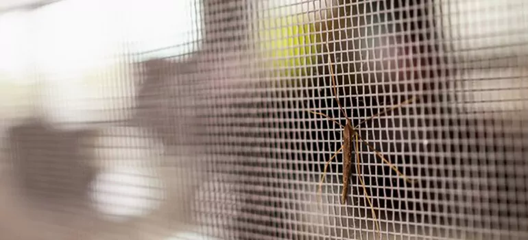Repair Mosquito Mesh For Windows in Boynton Beach, FL